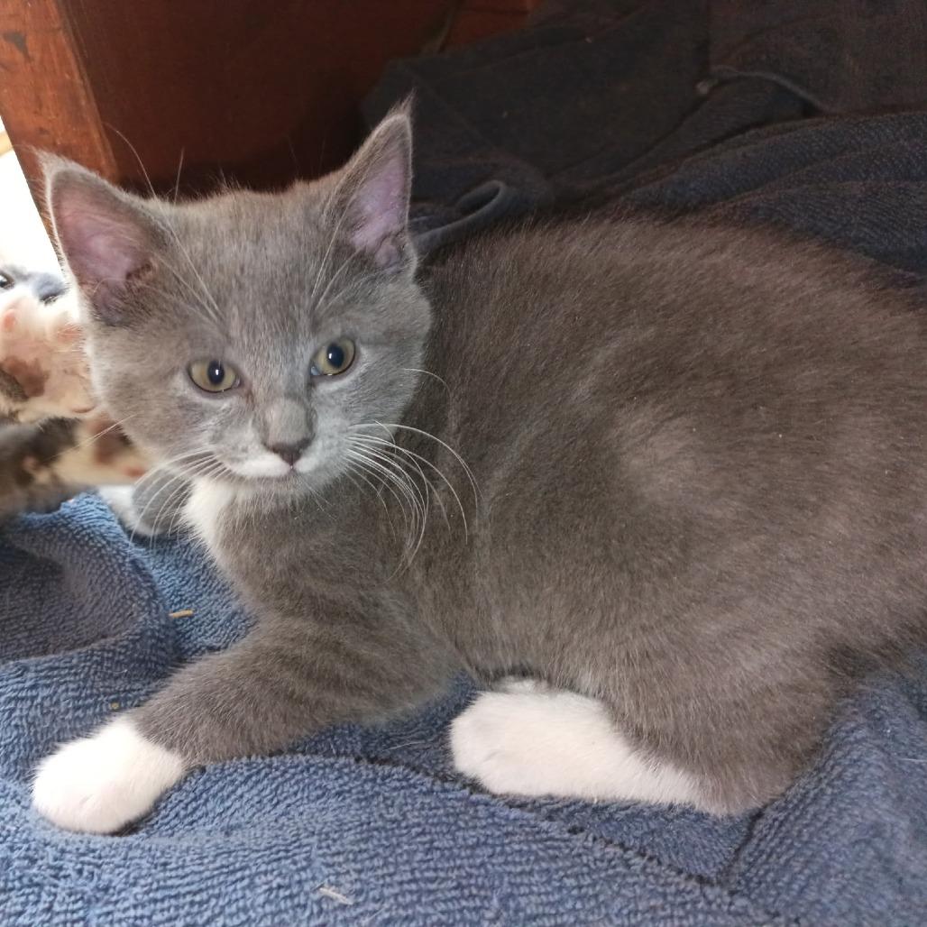 Enlarge Kayla, a Adoptable Domestic Short Hair in Charles Town, WV image 2/6