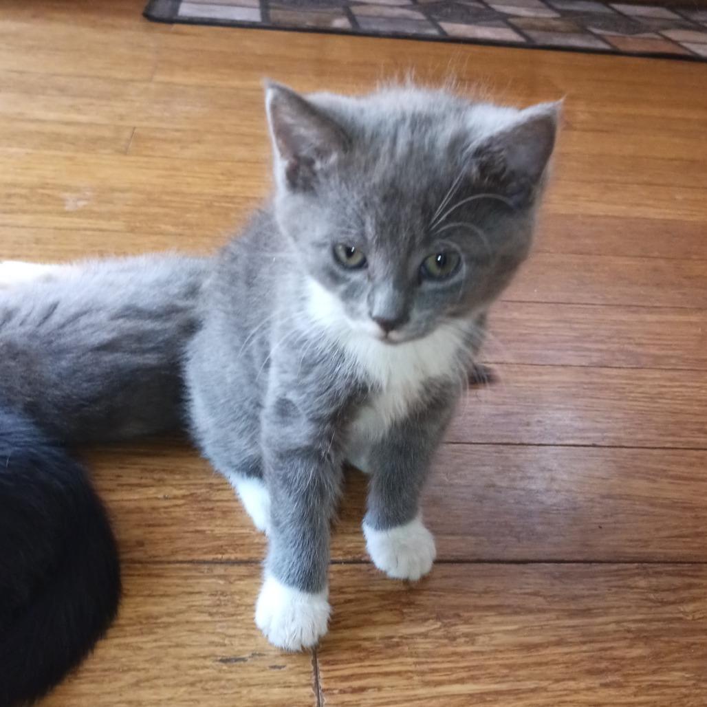 Enlarge Kayla, a Adoptable Domestic Short Hair in Charles Town, WV image 3/6