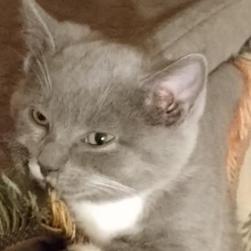 Enlarge Kayla, a Adoptable Domestic Short Hair in Charles Town, WV image 4/6