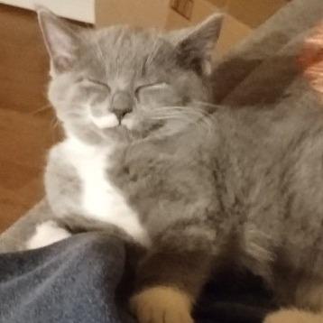 Enlarge Kayla, a Adoptable Domestic Short Hair in Charles Town, WV image 5/6
