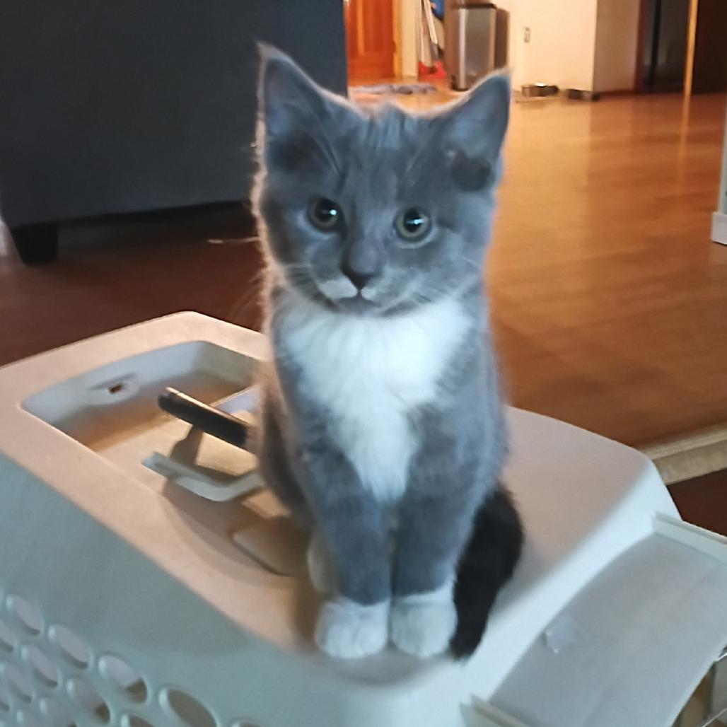 Enlarge Kayla, a Adoptable Domestic Short Hair in Charles Town, WV image 1/6