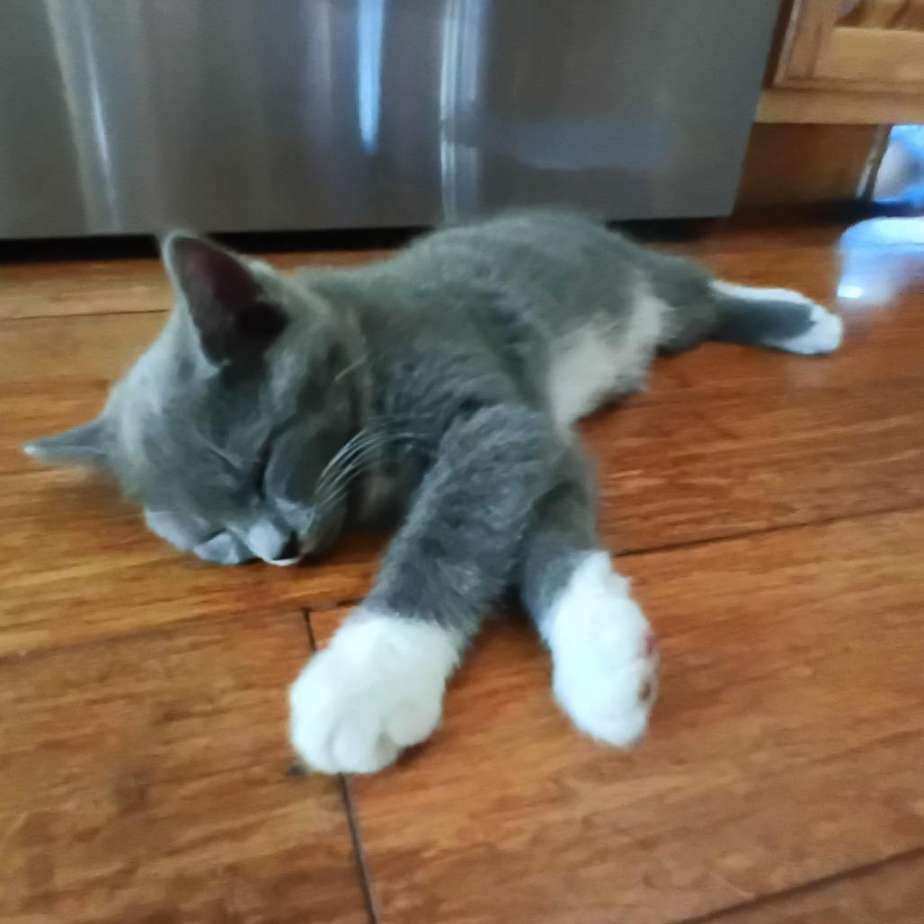 Enlarge Kayla, a Adoptable Domestic Short Hair in Charles Town, WV image 6/6