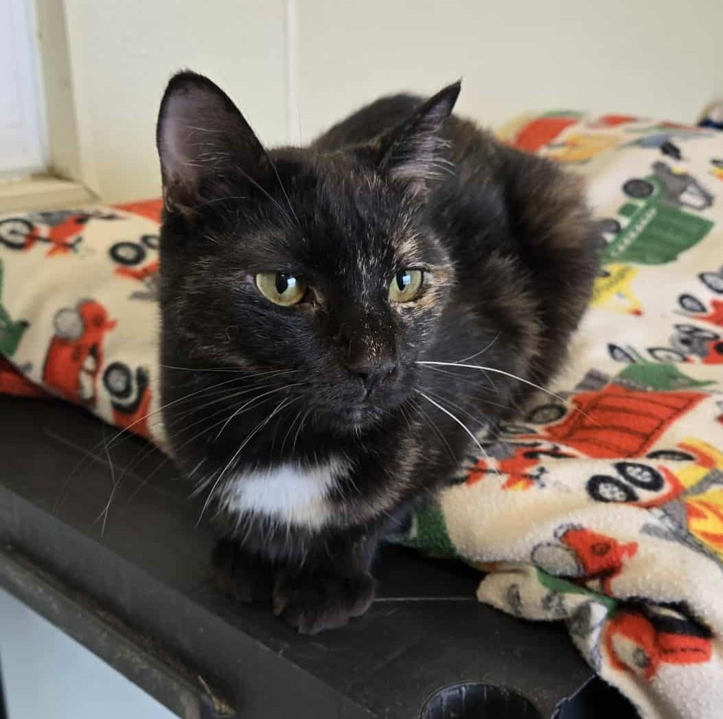 Daffney, an adoptable Domestic Short Hair in Larned, KS, 67550 | Photo Image 5