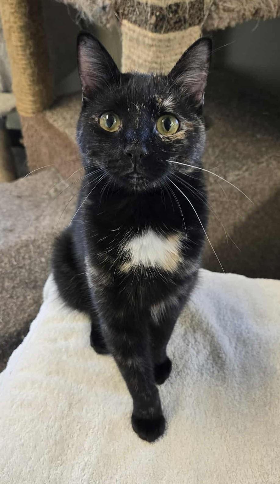 Daffney, an adoptable Domestic Short Hair in Larned, KS, 67550 | Photo Image 4