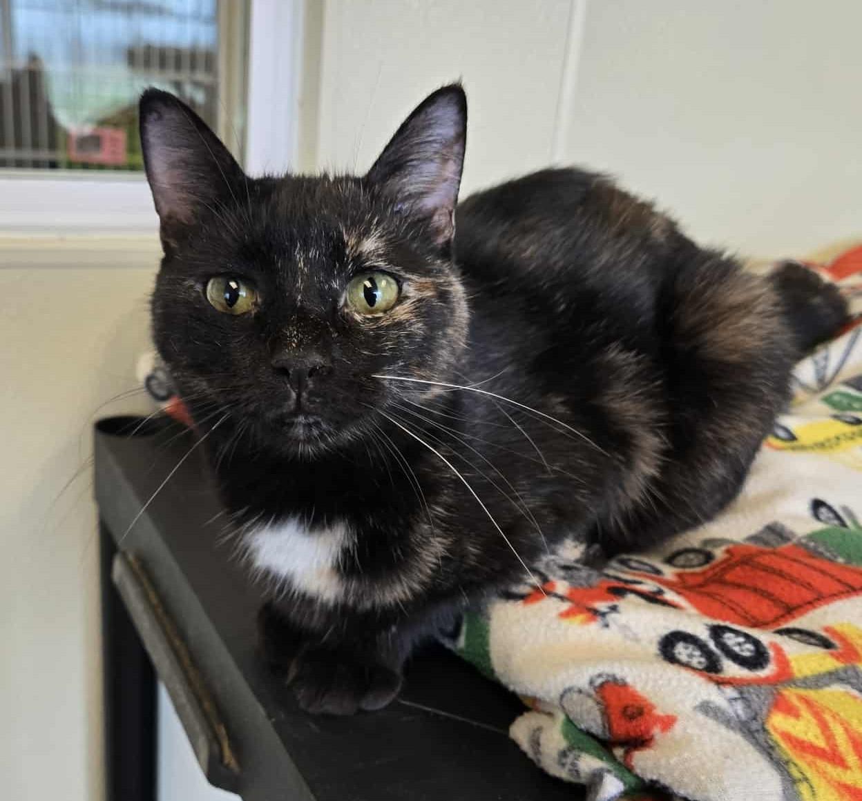 Daffney, an adoptable Domestic Short Hair in Larned, KS, 67550 | Photo Image 3