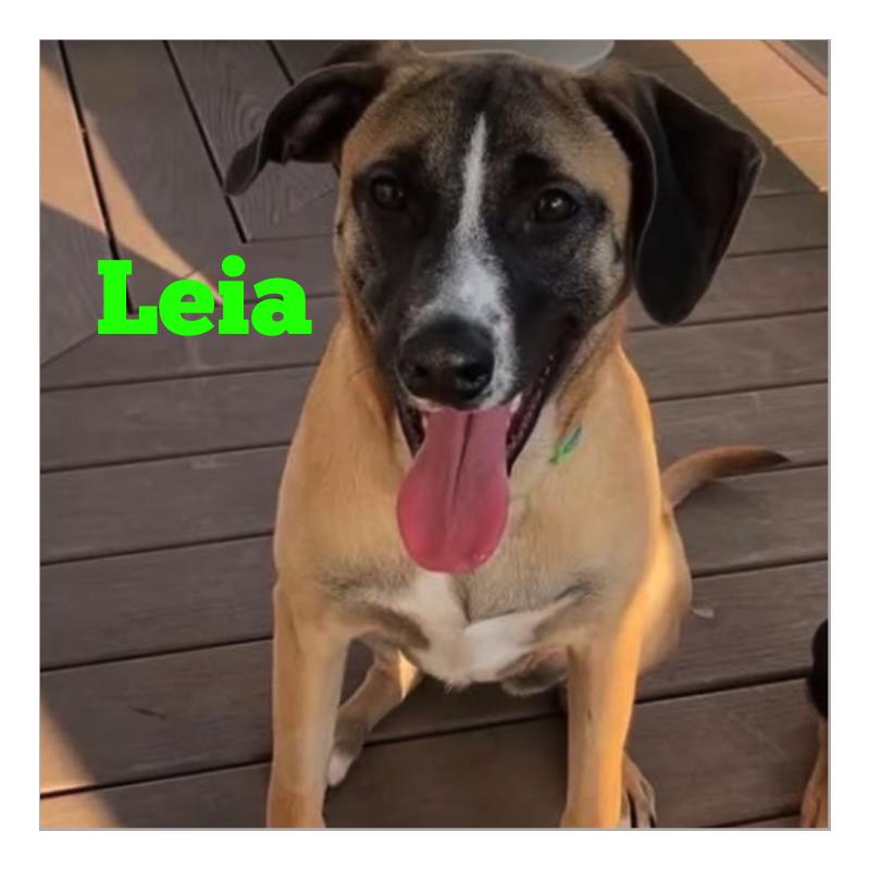 Leia