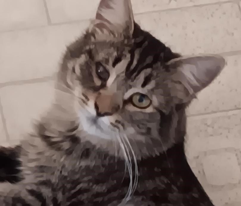 Lunana, a Adoptable mixed breed in Las Cruces, NM image 1/4