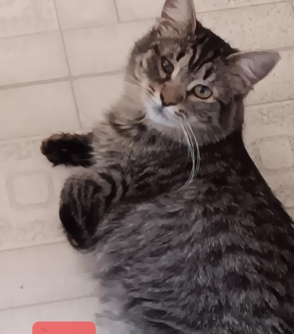 Lunana, a Adoptable mixed breed in Las Cruces, NM image 2/4