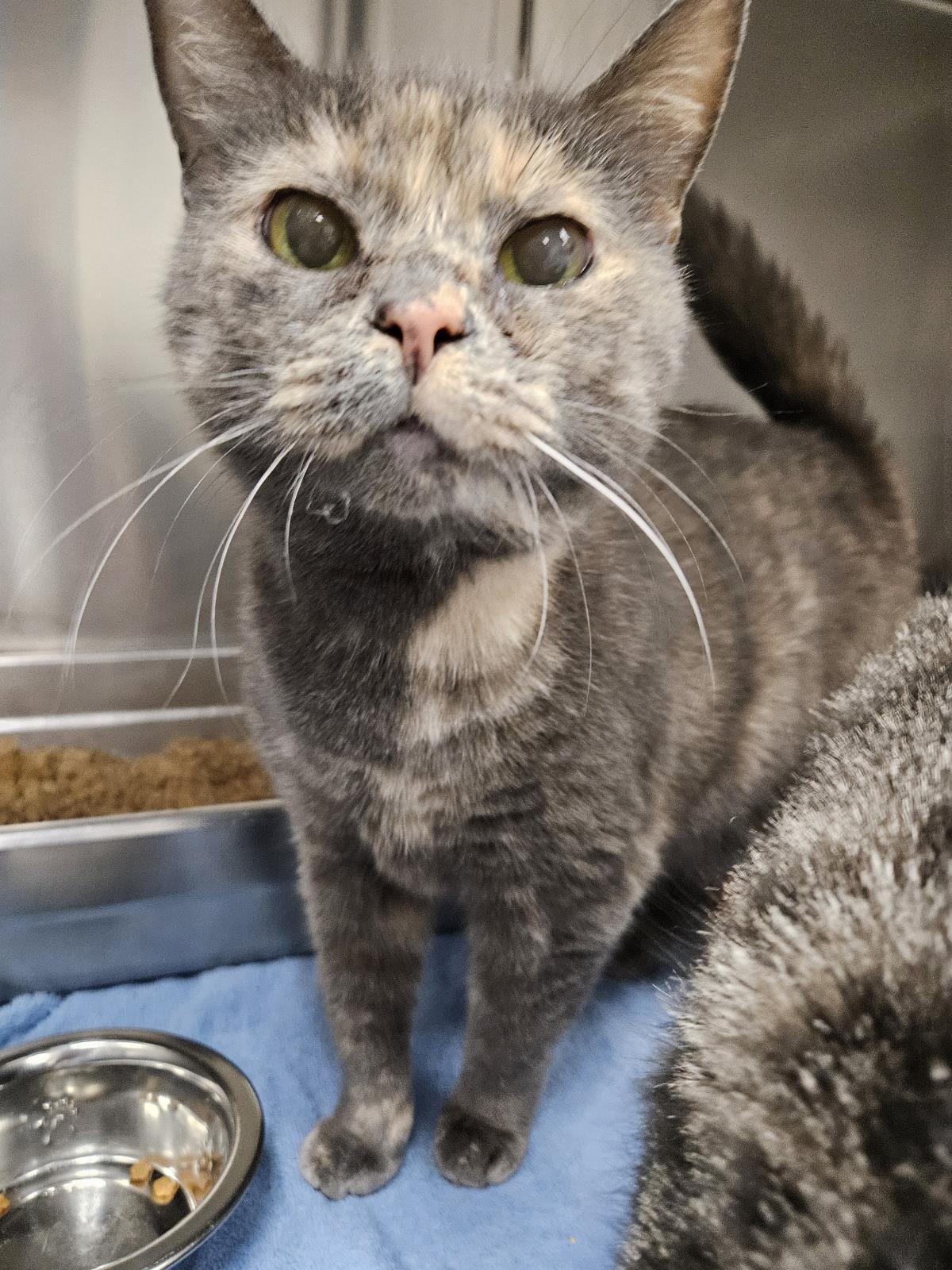 Ghost, Adoptable, Adult Female Domestic Short Hair.