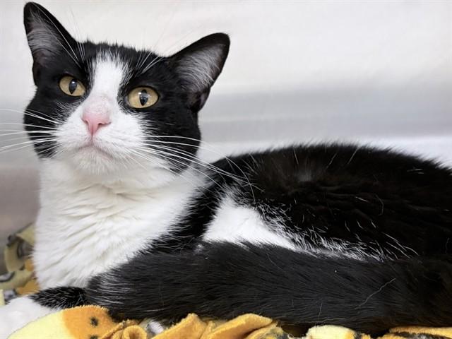 KITTY, Adoptable, Adult Female Domestic Short Hair.