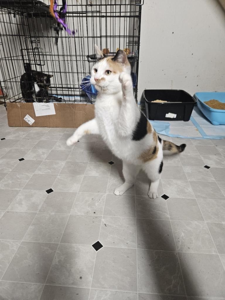 Enlarge Electra, a Adoptable Domestic Short Hair in Highland, IN image 1/3