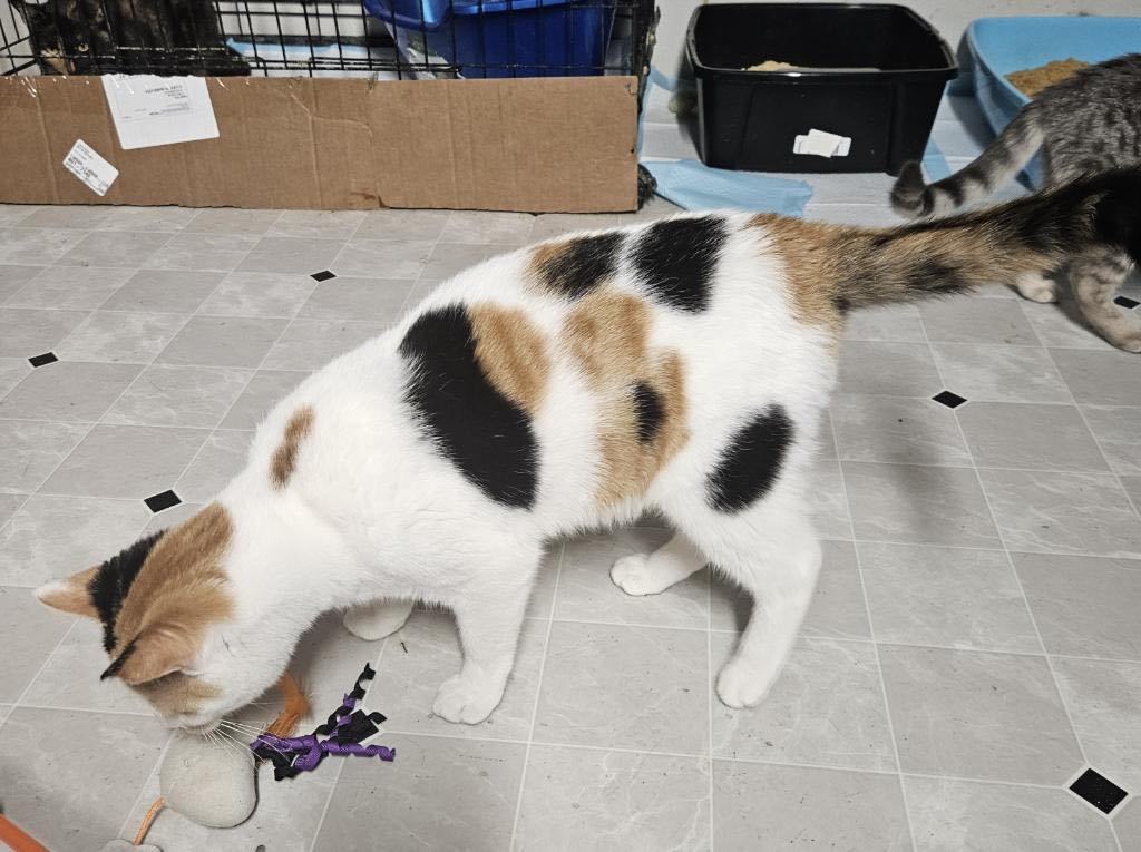 Enlarge Electra, a Adoptable Domestic Short Hair in Highland, IN image 2/3