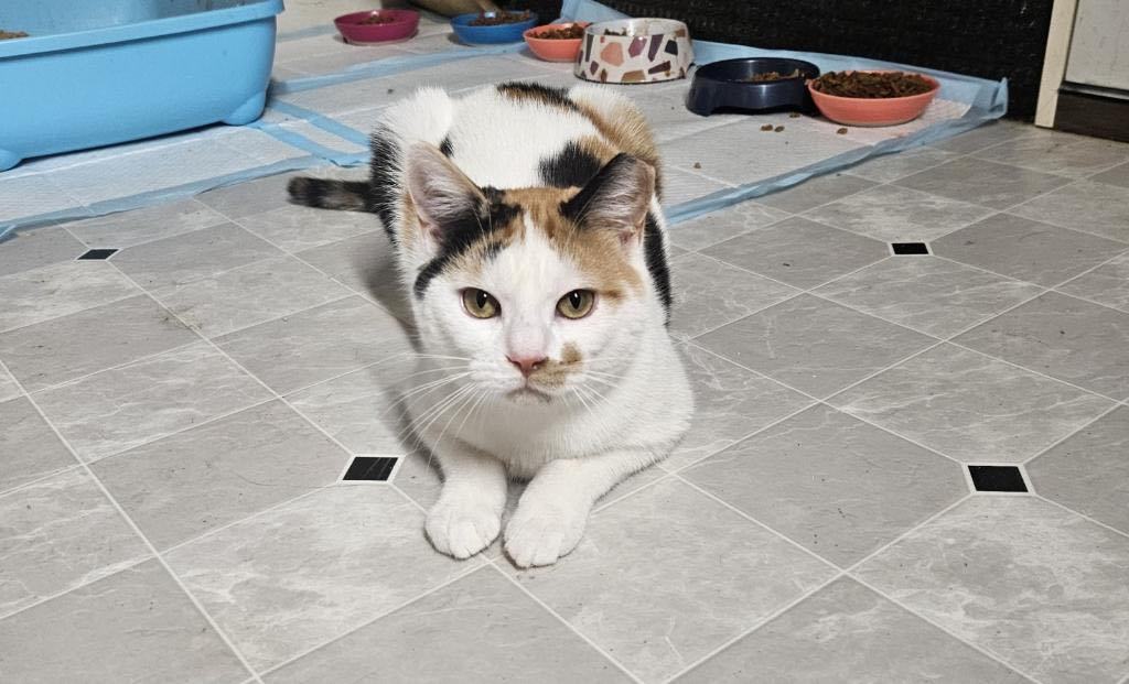 Enlarge Electra, a Adoptable Domestic Short Hair in Highland, IN image 3/3