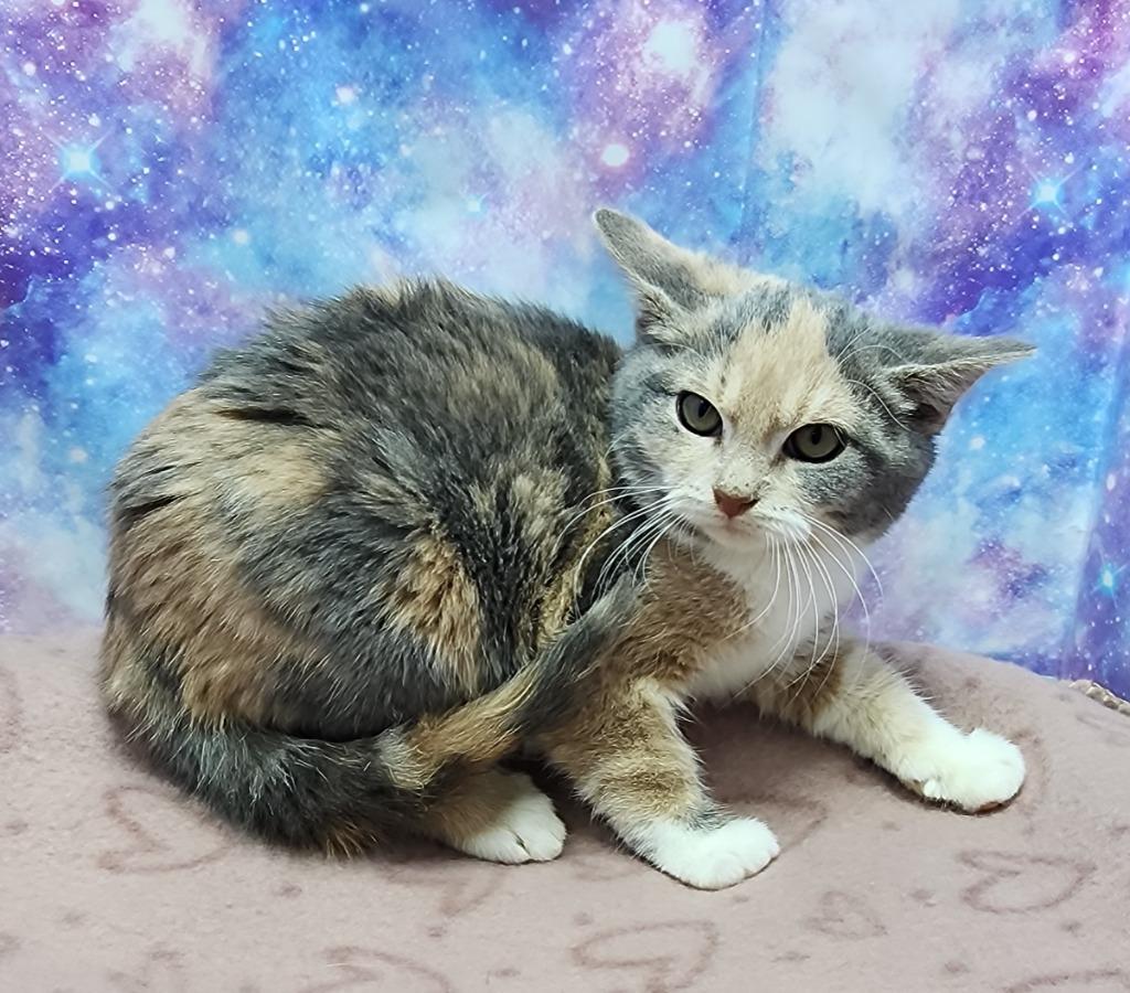 Cindy Lou Hoo thumbnail 2