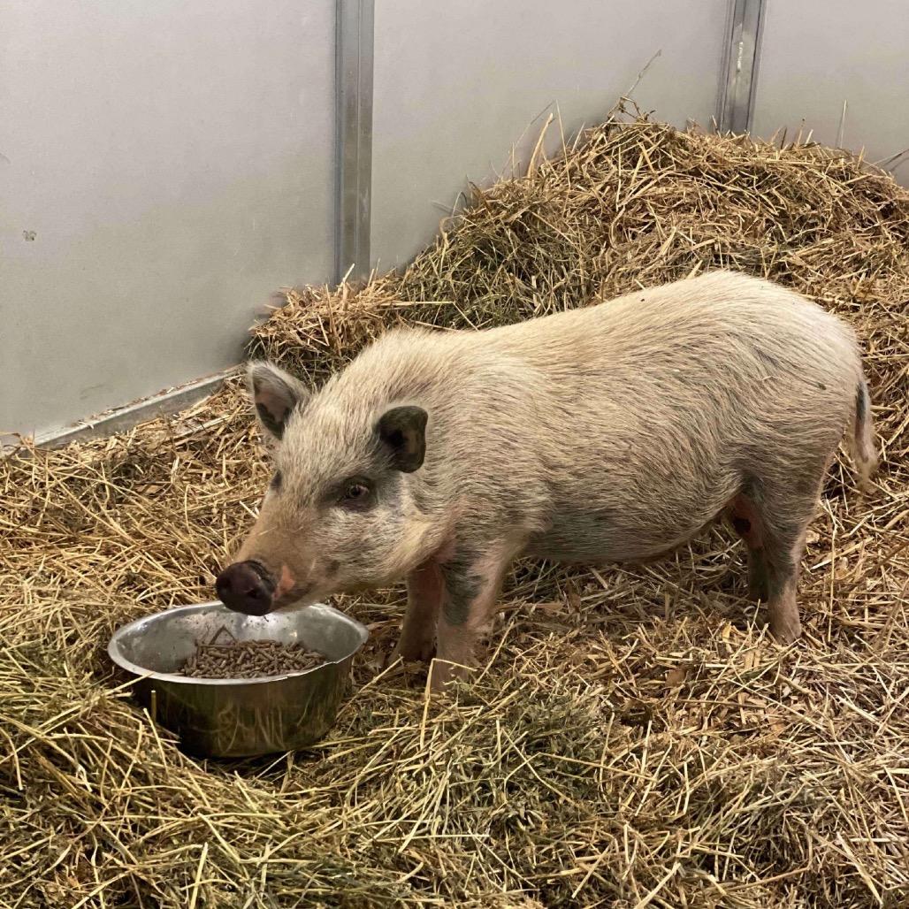 Possum, Adoptable, Adult Male Pig & Pig.