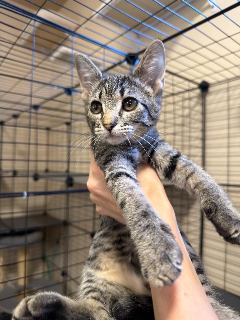 Kit, Adoptable, Kitten Female Domestic Short Hair.
