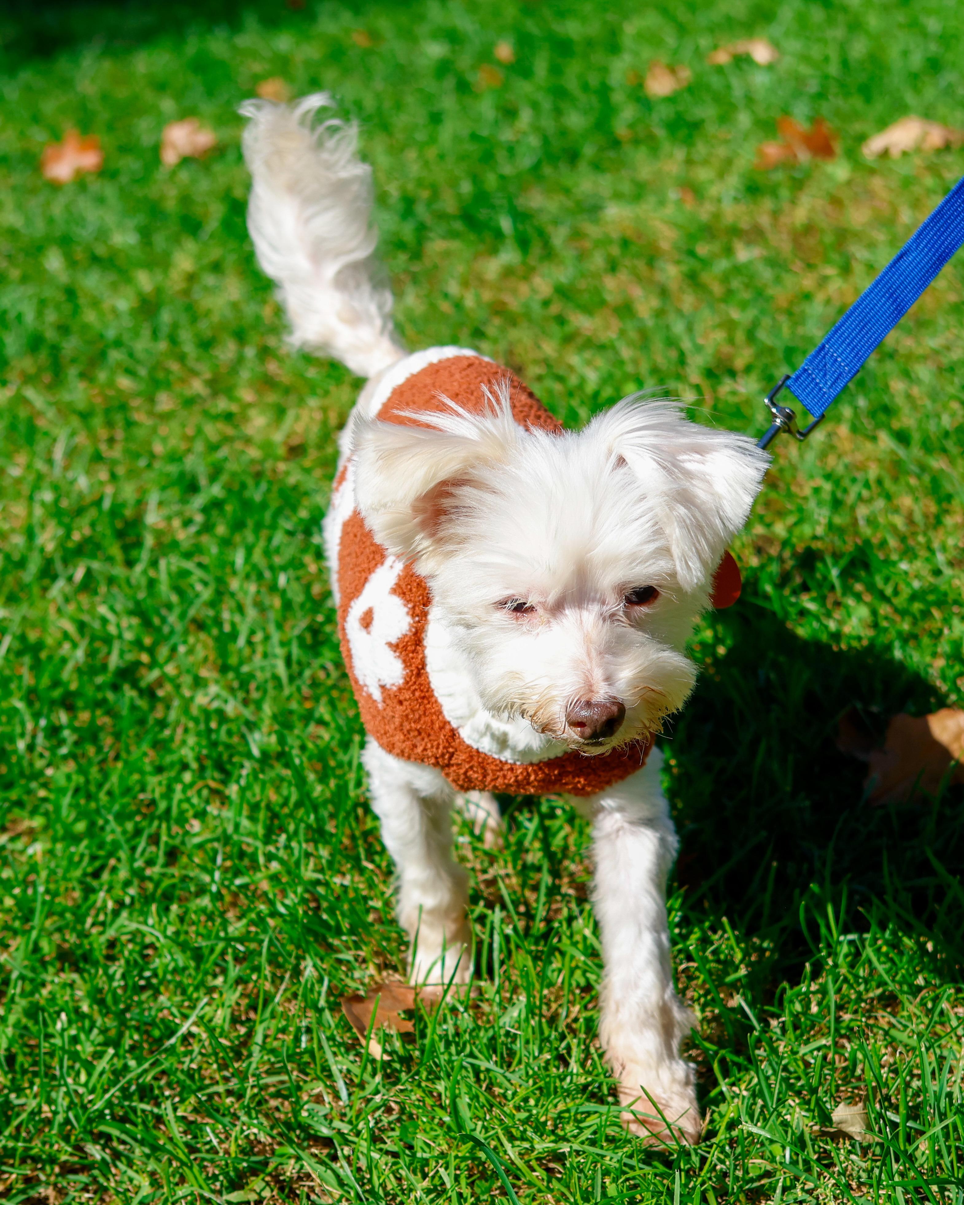 Enlarge Bruce, a Adoptable Maltipoo in Brooklyn, NY image 4/6