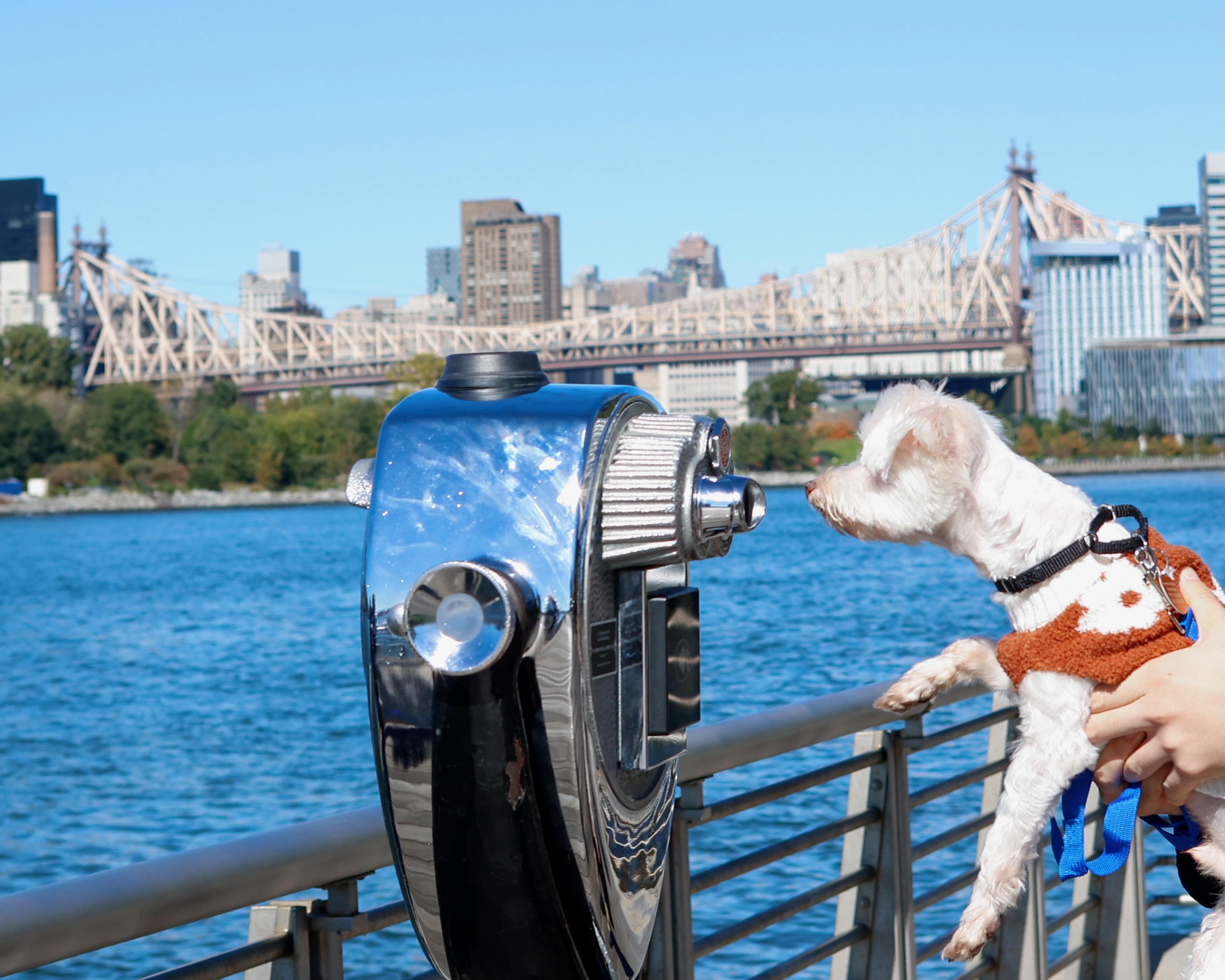 Enlarge Bruce, a Adoptable Maltipoo in Brooklyn, NY image 6/6