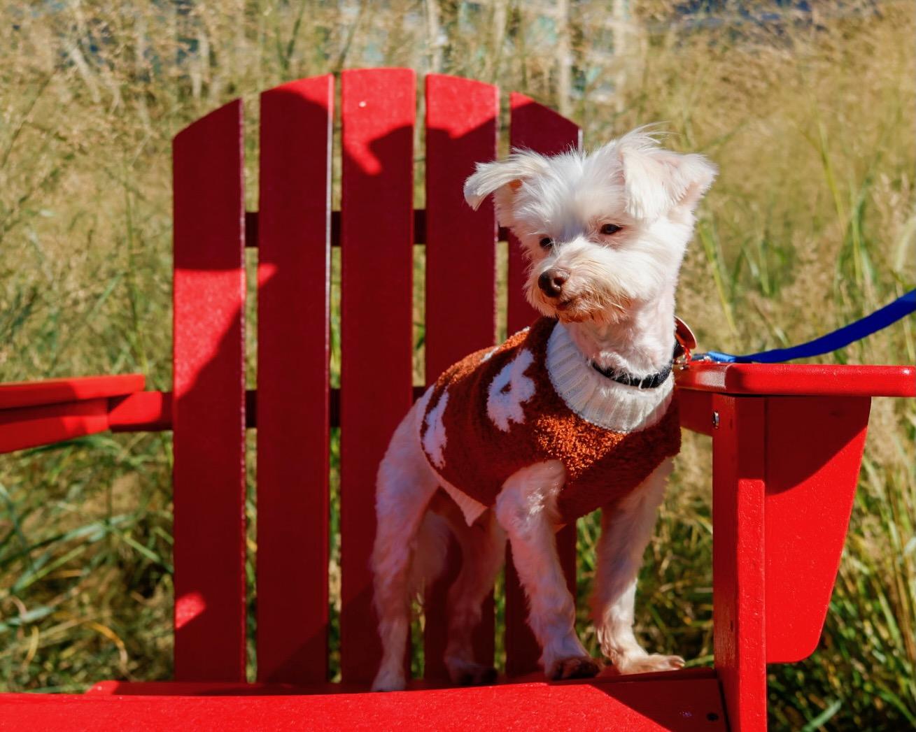 Enlarge Bruce, a Adoptable Maltipoo in Brooklyn, NY image 2/6