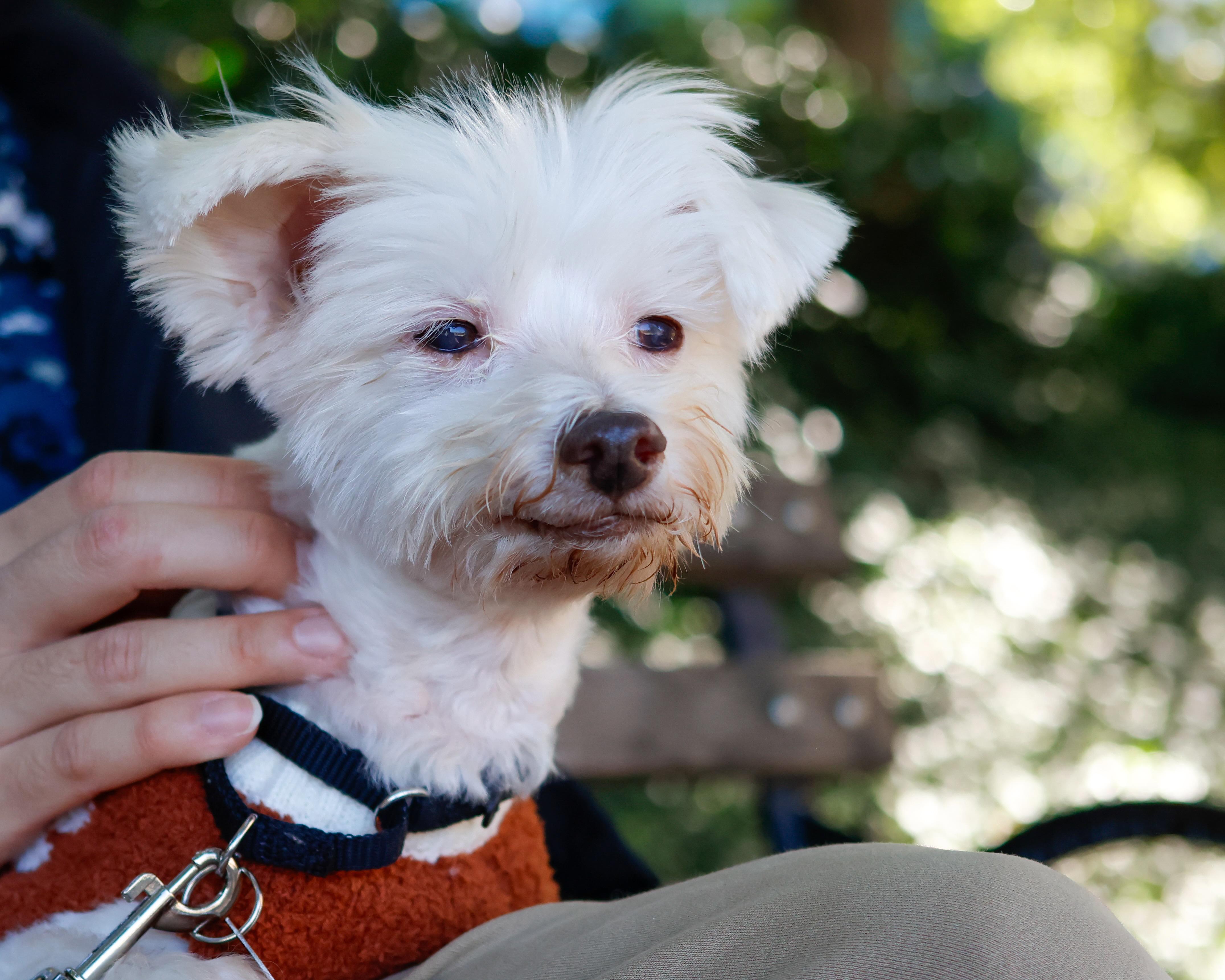 Enlarge Bruce, a Adoptable Maltipoo in Brooklyn, NY image 3/6
