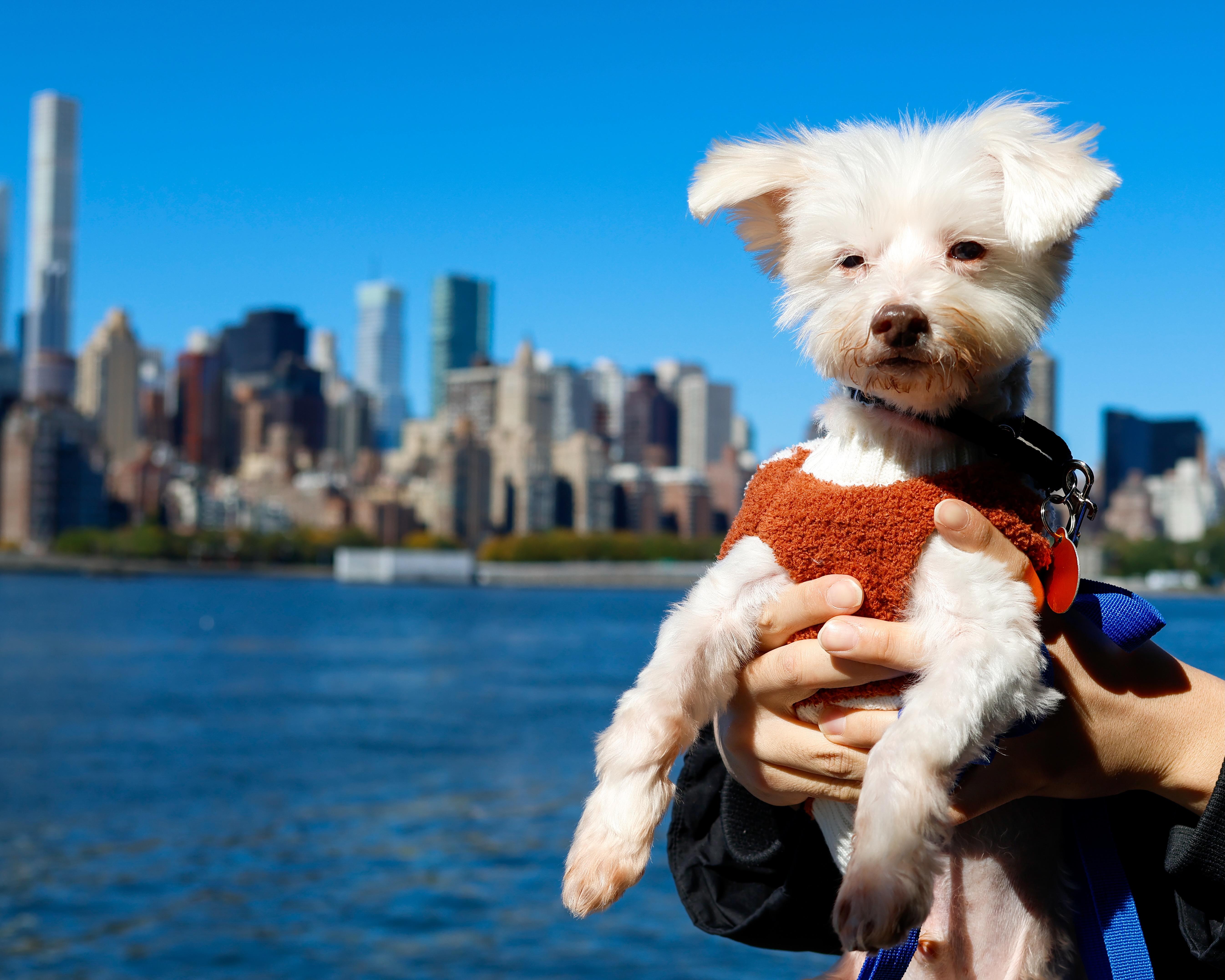 Enlarge Bruce, a Adoptable Maltipoo in Brooklyn, NY image 1/6