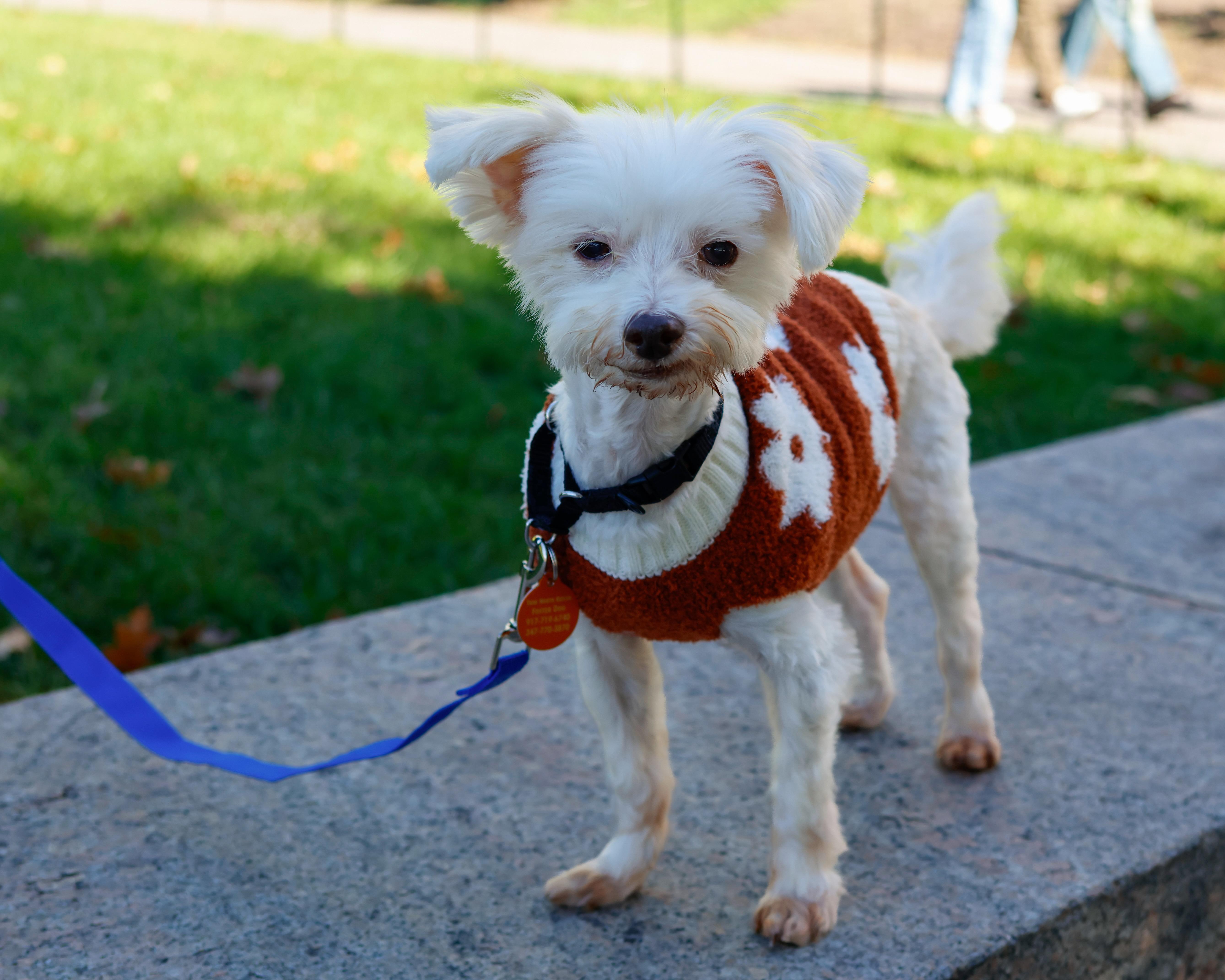 Enlarge Bruce, a Adoptable Maltipoo in Brooklyn, NY image 5/6