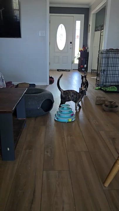 Enlarge Isla & Desert- bonded pair, a ADOPTABLE mixed breed in Woodlawn, TN video 1/4