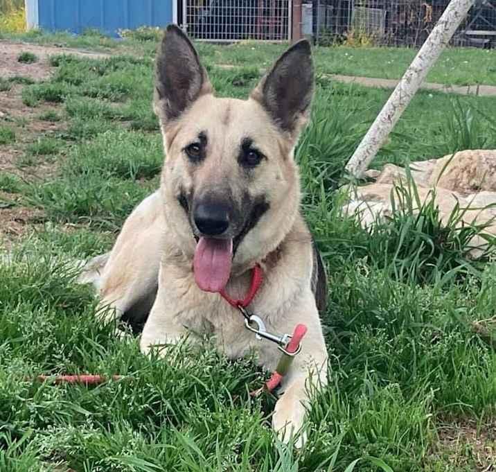 Stevia, a Adoptable mixed breed in Brookshire, TX image 1/4