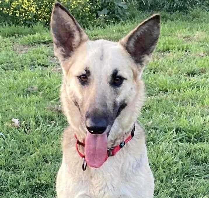 Stevia, a Adoptable mixed breed in Brookshire, TX image 2/4