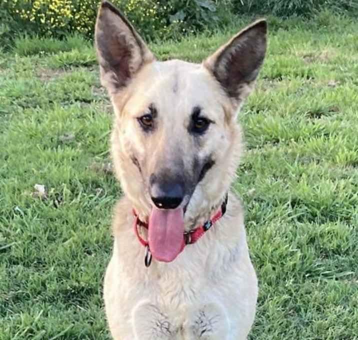 Stevia, a Adoptable mixed breed in Brookshire, TX image 3/4