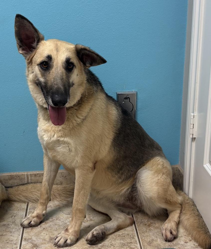 Stevia, a Adoptable mixed breed in Brookshire, TX image 4/4