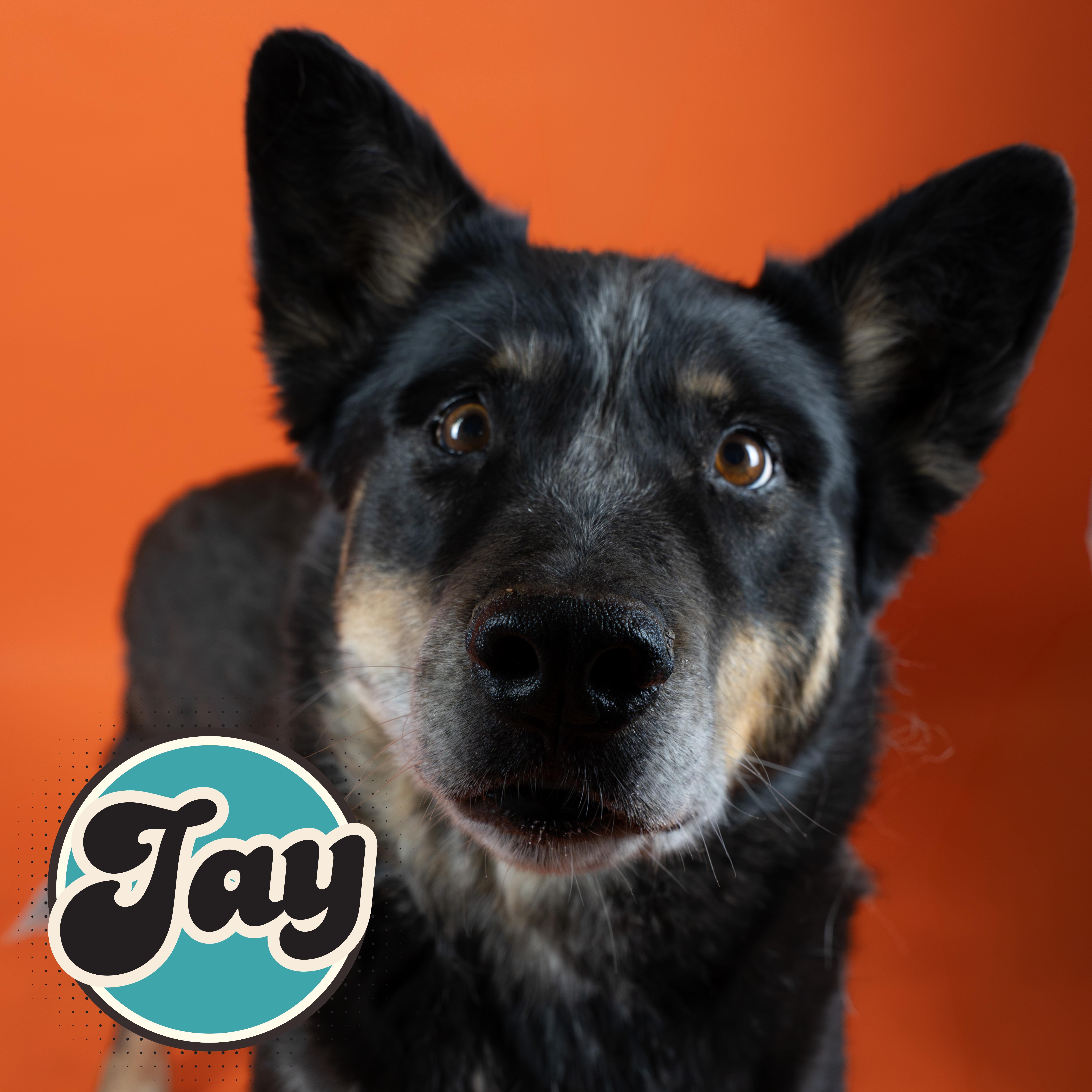 Jay, adopted, Adult Male Australian Cattle Dog / Blue Heeler.