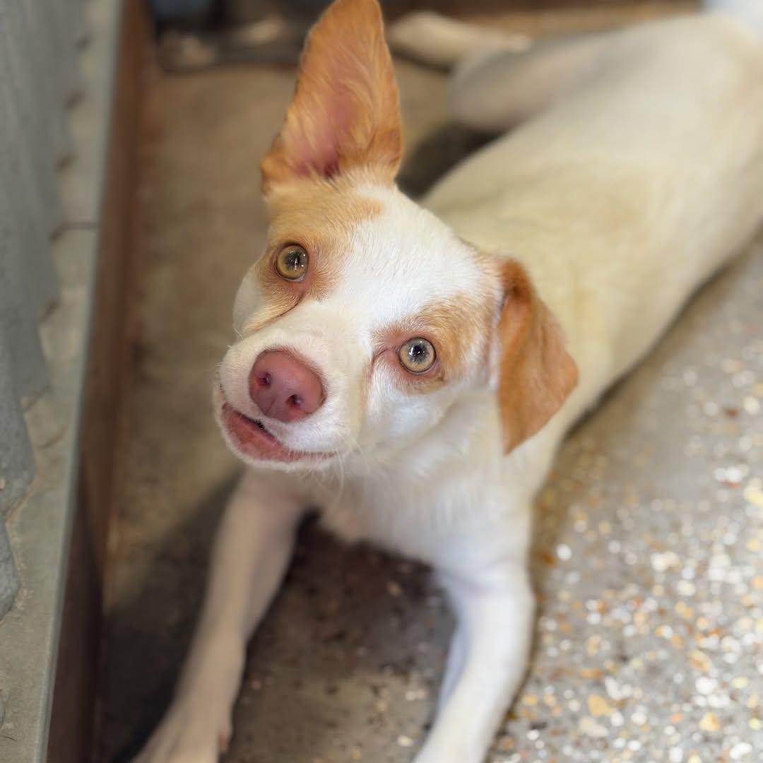 Gremlin, Adoptable, Young Male Terrier.