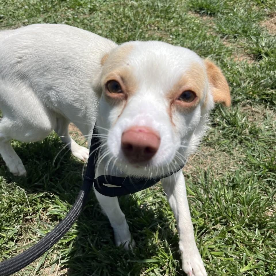 Gremlin, a Adoptable mixed breed in Jefferson , LA image 6/6