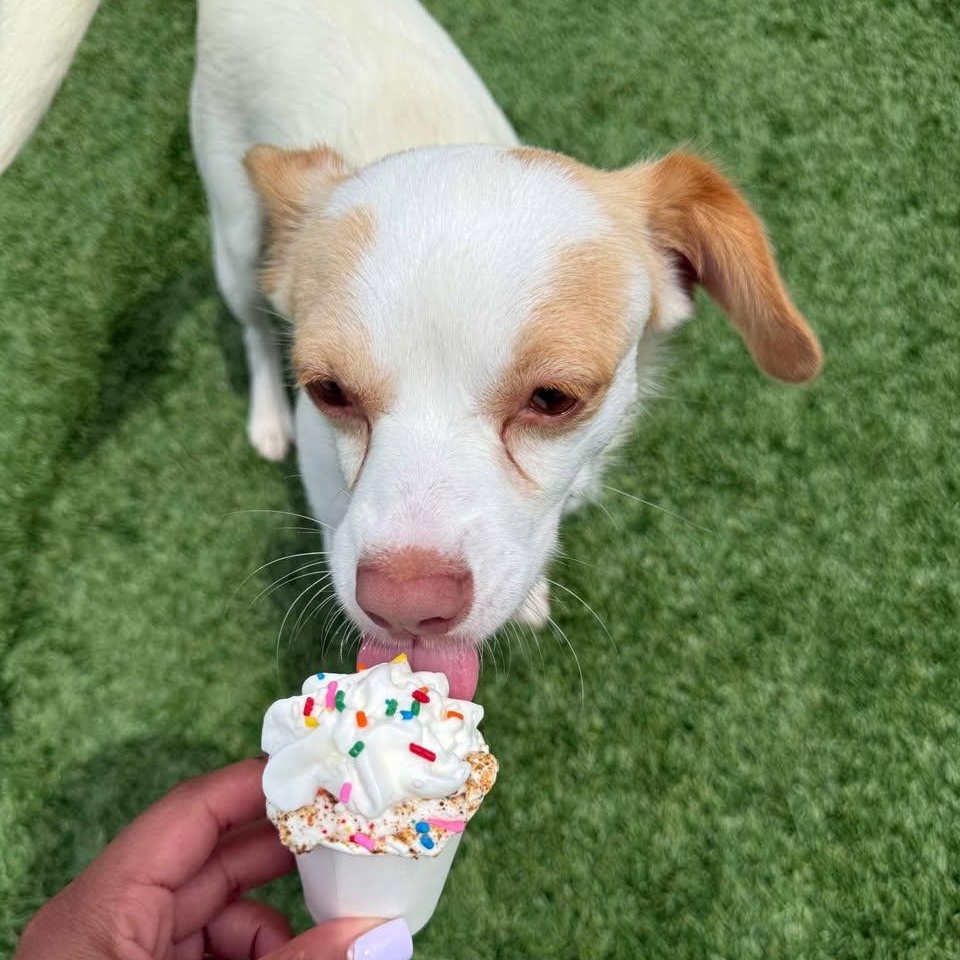 Gremlin, a Adoptable mixed breed in Jefferson , LA image 3/6