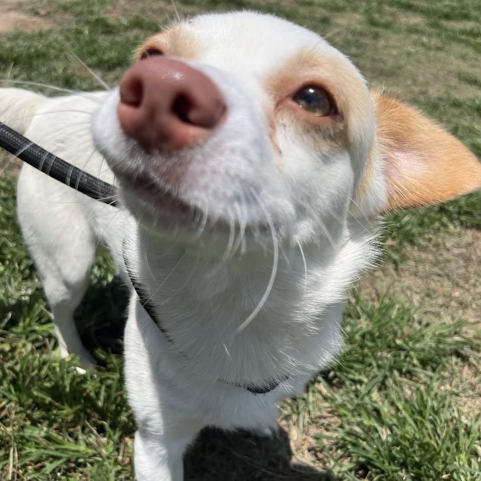 Gremlin, a Adoptable mixed breed in Jefferson , LA image 4/6