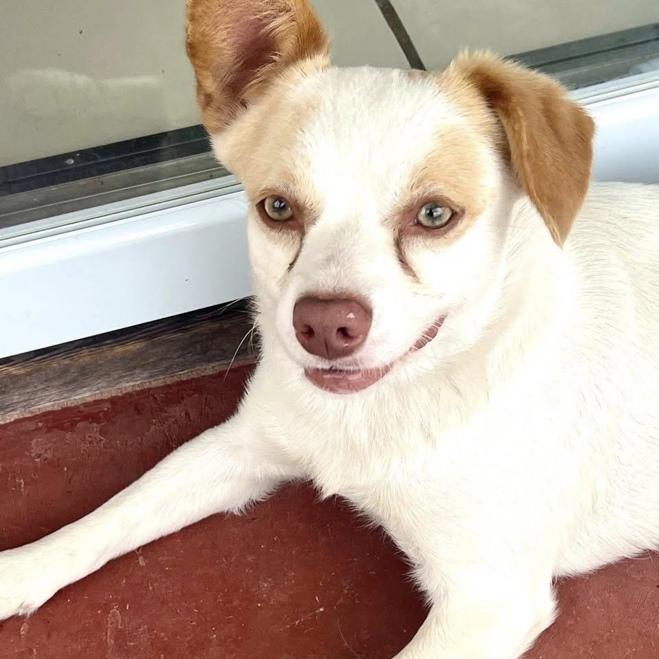 Gremlin, a Adoptable mixed breed in Jefferson , LA image 5/6