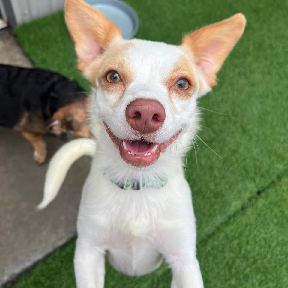 Gremlin, a Adoptable mixed breed in Jefferson , LA image 2/6