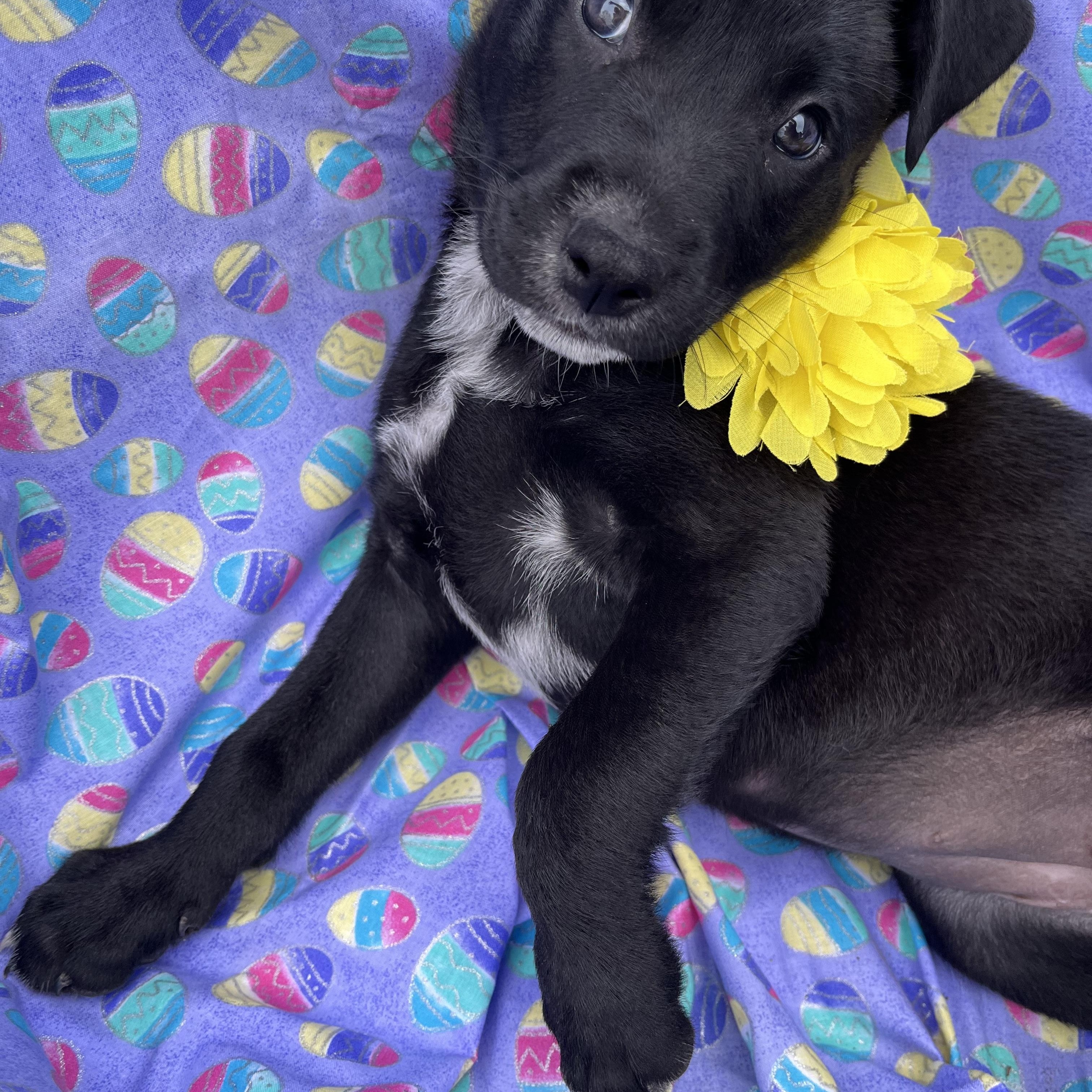 Virginia Choco — thumbnail 2