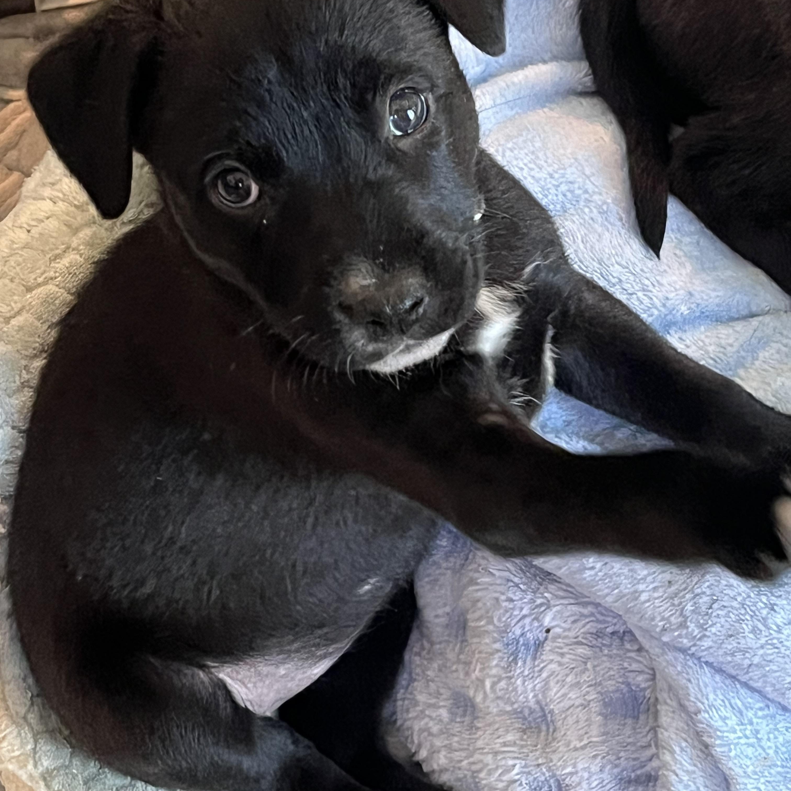 Virginia Choco — thumbnail 3