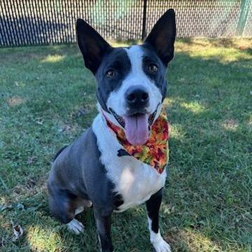 Enlarge Sabrina, a Adoptable Mixed Breed in Johnson City, TN image 1/4