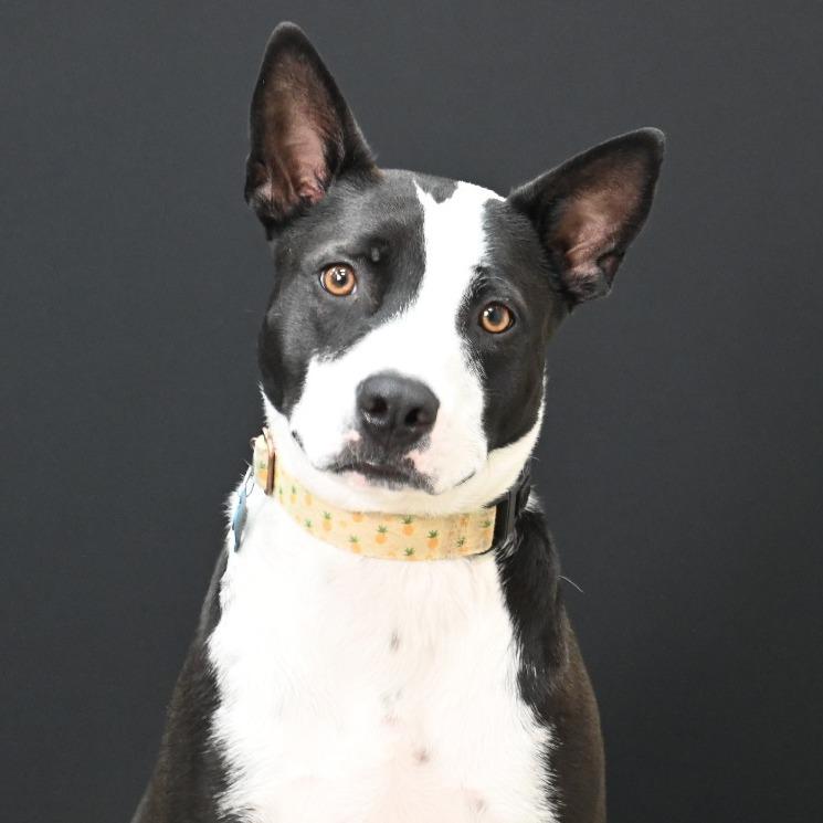 Enlarge Sabrina, a Adoptable Mixed Breed in Johnson City, TN image 2/4