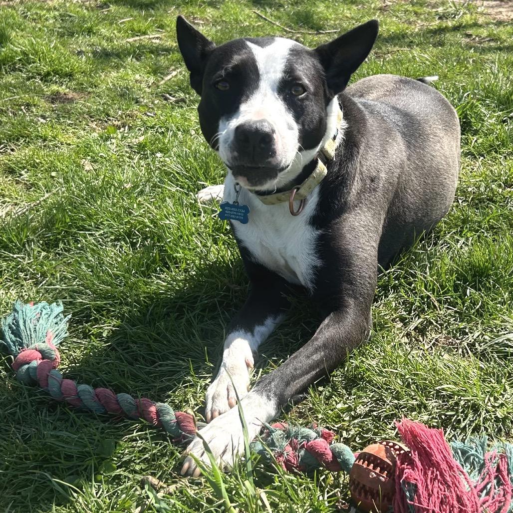 Sabrina, a Adoptable Mixed Breed in Johnson City, TN image 2/4