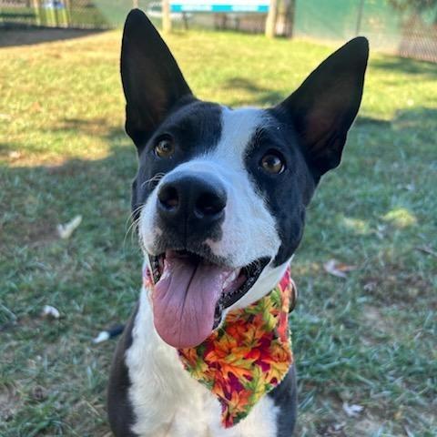 Enlarge Sabrina, a Adoptable Mixed Breed in Johnson City, TN image 3/4