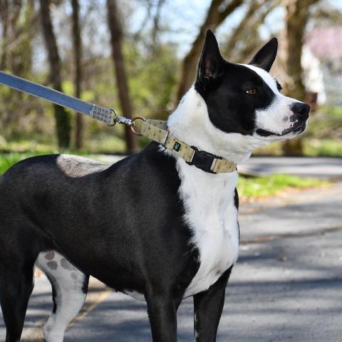 Sabrina, a Adoptable Mixed Breed in Johnson City, TN image 3/3