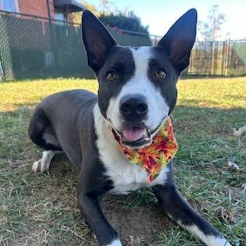 Enlarge Sabrina, a Adoptable Mixed Breed in Johnson City, TN image 4/4