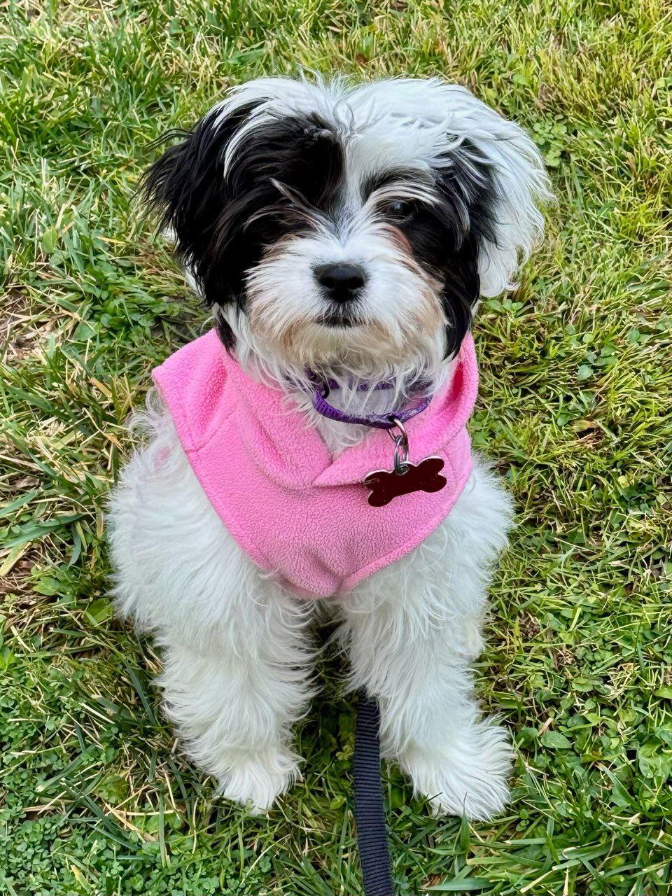 Elsie, Adopted, Young Female Havanese & Poodle.