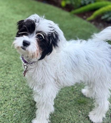 Elsie, a Adopted mixed breed in Palo Alto, CA image 2/3