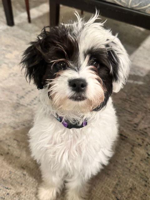 Elsie, a Adopted mixed breed in Palo Alto, CA image 3/3