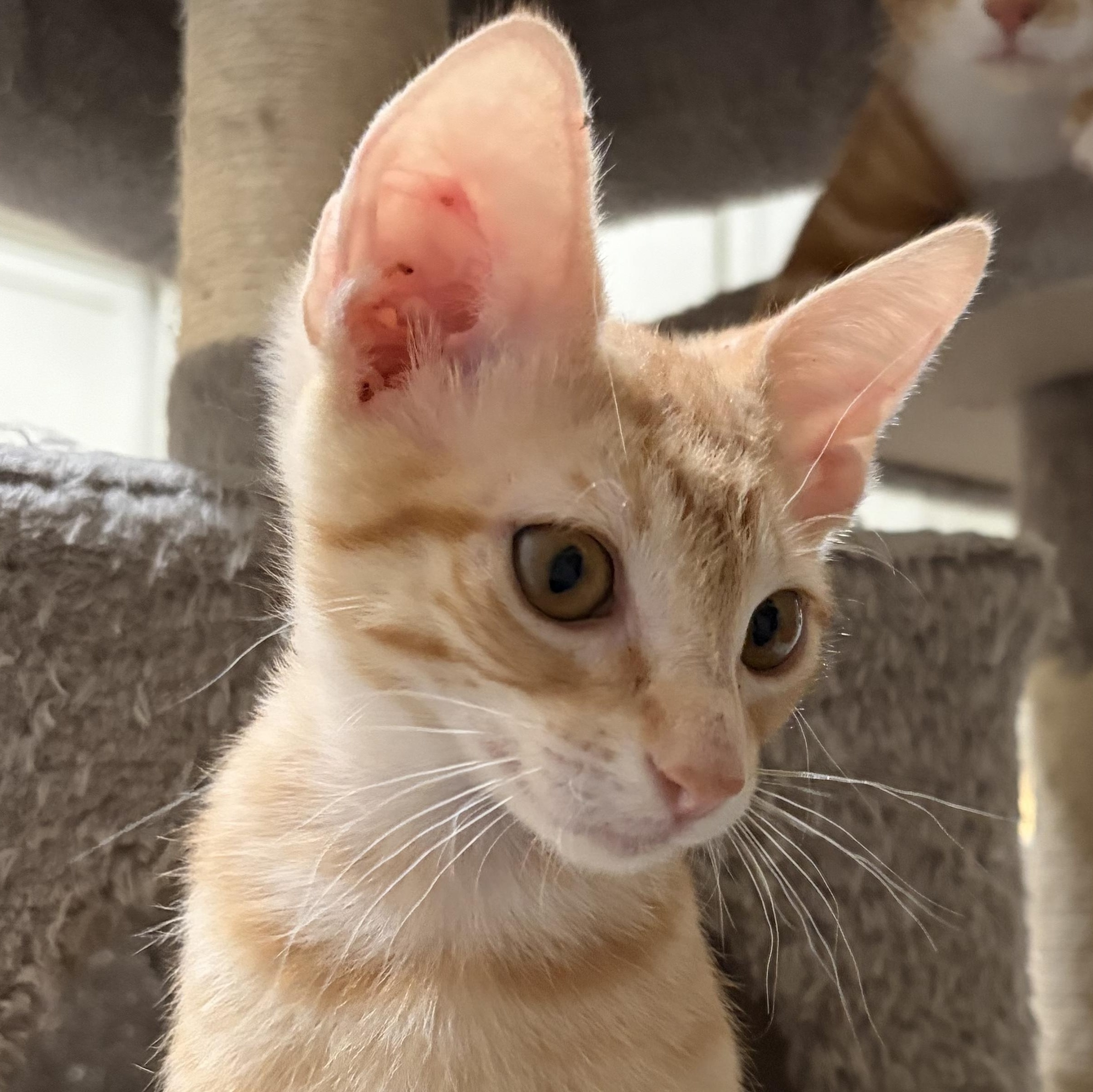 Enlarge Donovan from Dingle, a Adoptable Domestic Short Hair in Boston, MA image 2/6